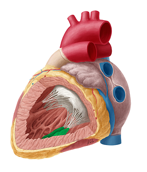 Inferior papillary muscle of left ventricle (#5714)
