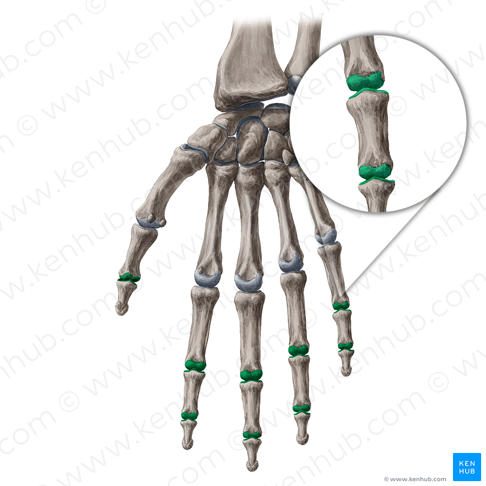 Interphalangeal joints of hand (#19146)