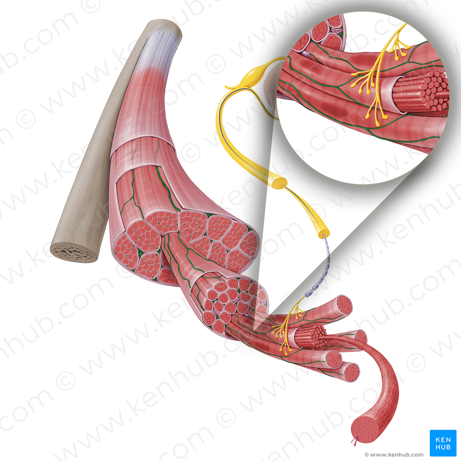 Blood vessels of skeletal muscle (#17252)