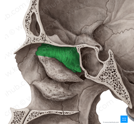 Superior nasal concha of ethmoid bone (#2808)