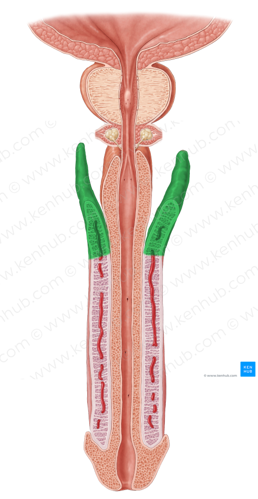 Crus of penis (#3165)