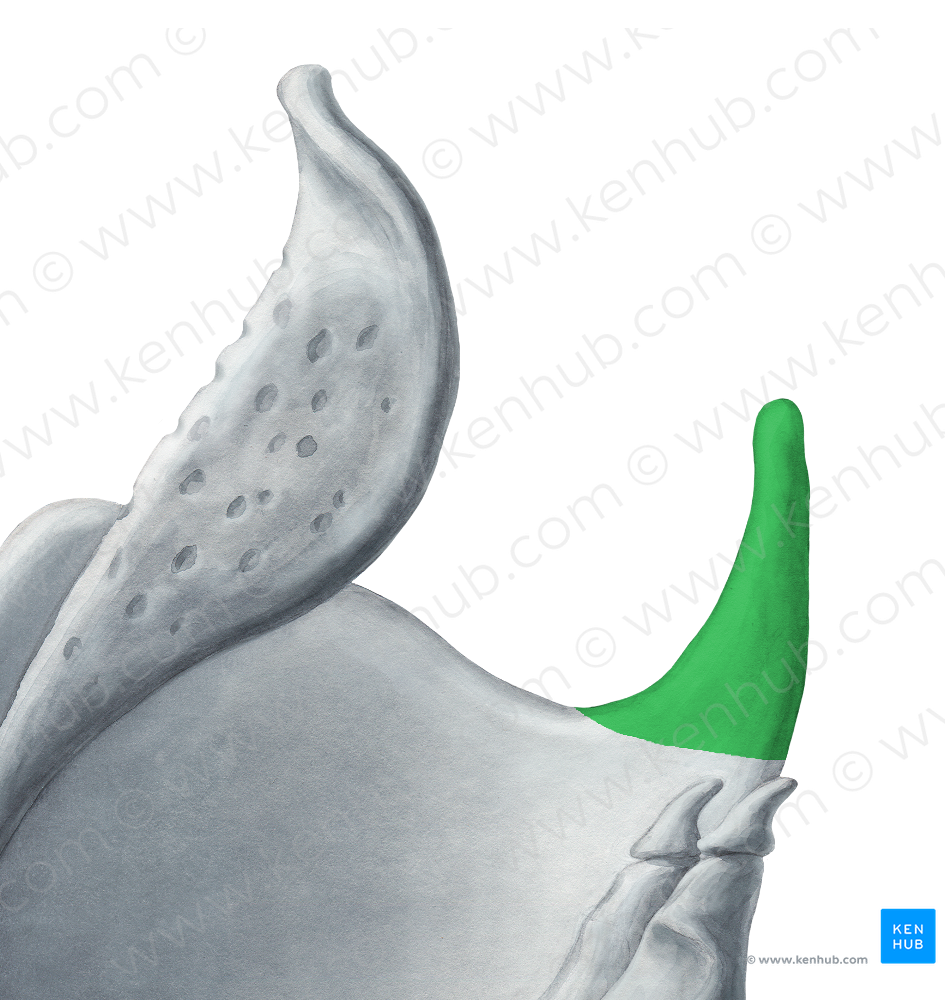 Superior horn of thyroid cartilage (#2875)