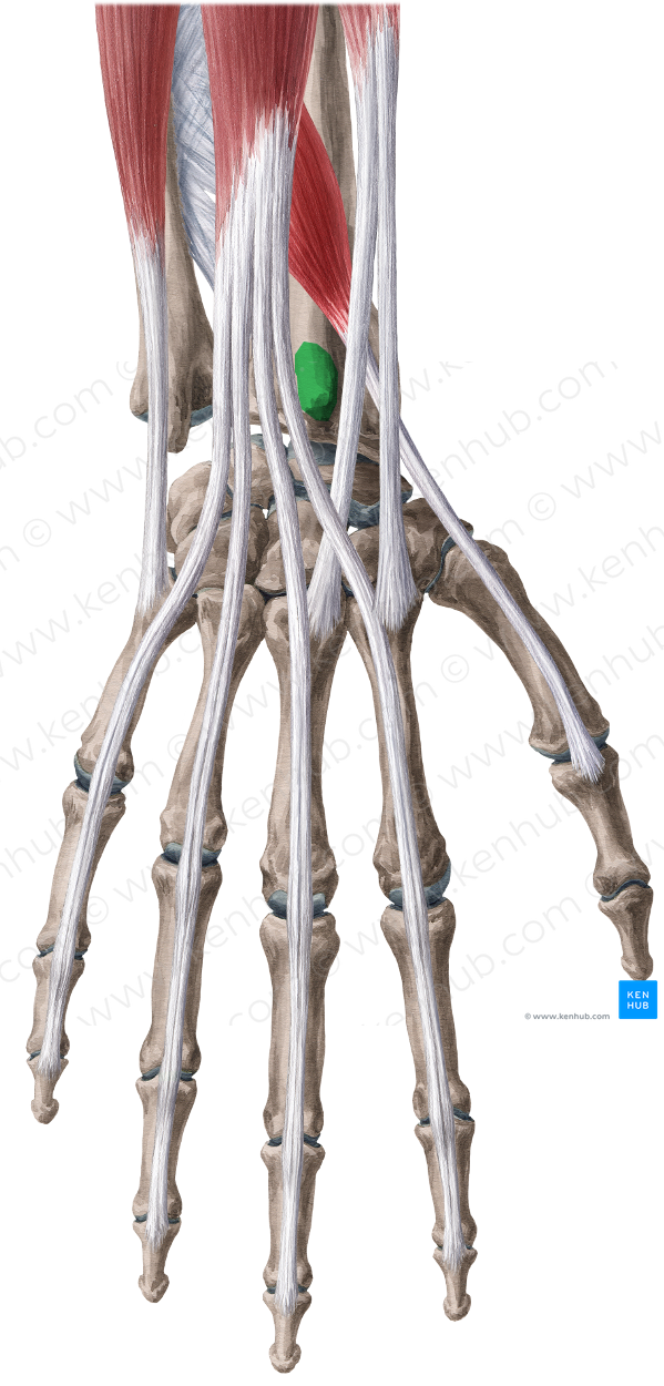 Dorsal radial tubercle (#9724) – Kenhub Image License Store