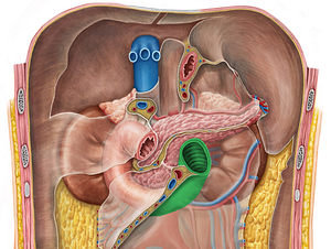 Ascending part of duodenum (#7660)