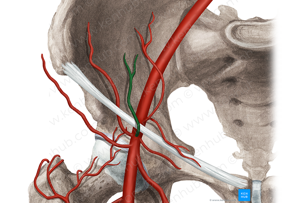 Superficial epigastric artery (#1195)