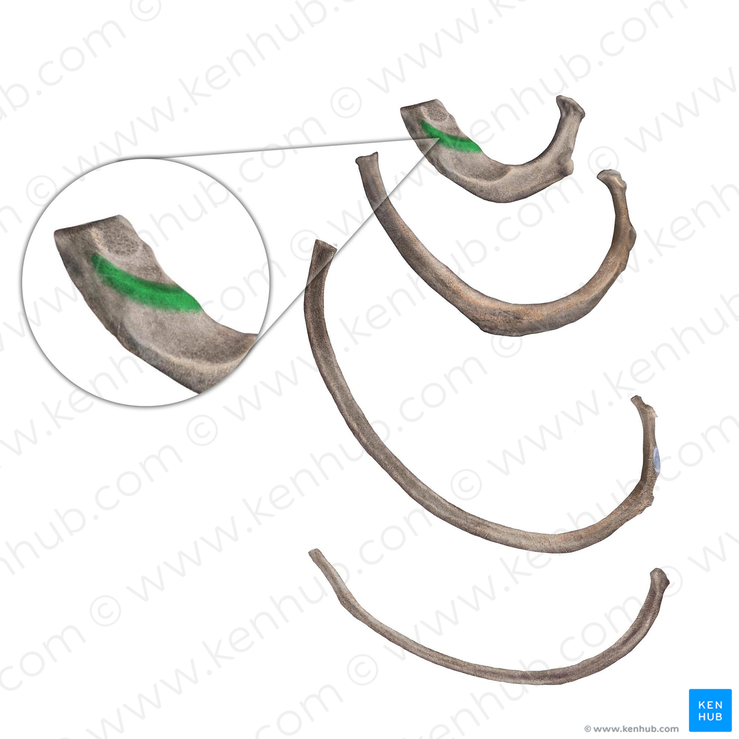 Scalene tubercle of 1st rib (#9743) – Kenhub Image License Store