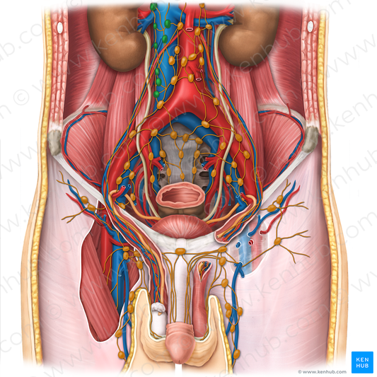 Right lumbar lymph nodes (#14557)