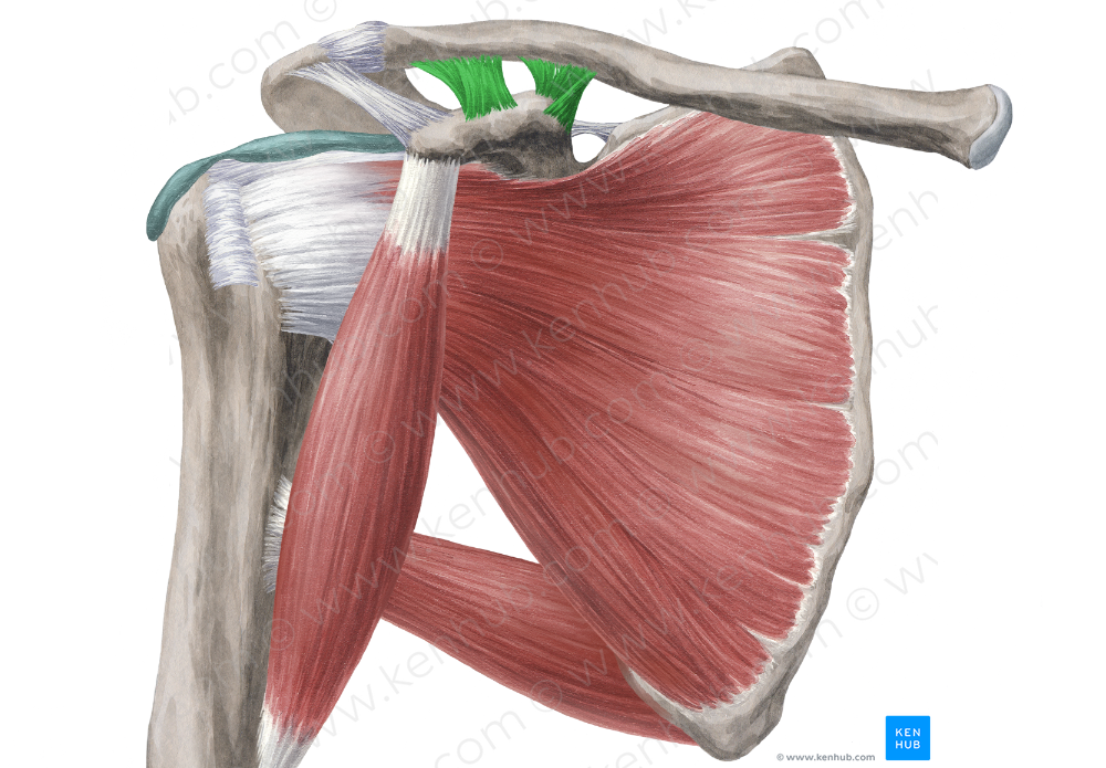 Coracoclavicular ligament (#4503)