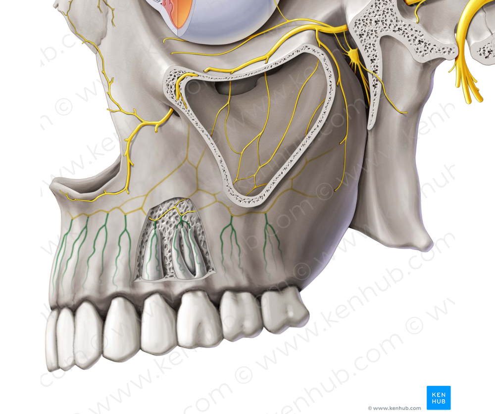 Dental branches of superior alveolar nerves (#8491)