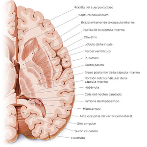 Horizontal section of the brain: Section B (Spanish)