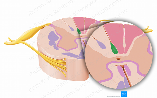 Septomarginal fasciculus (#12060)