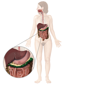 Transverse colon (#2762)