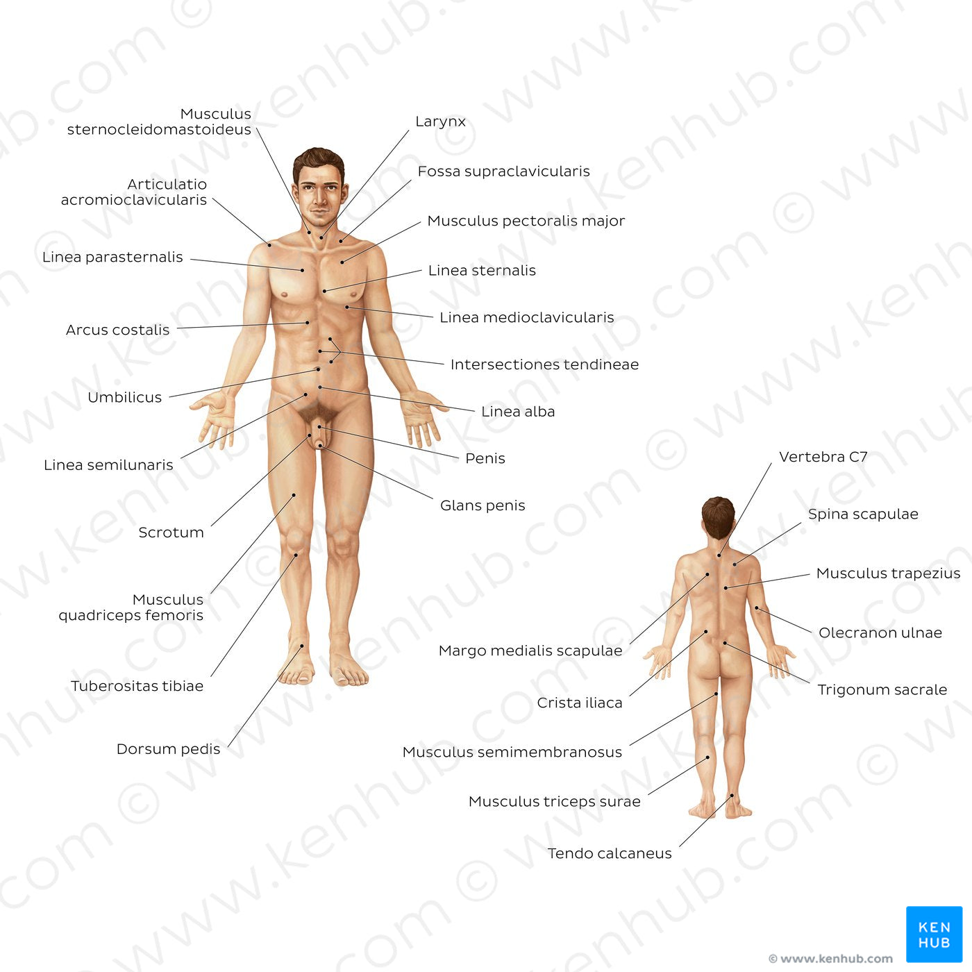 Male body surface anatomy (Latin)