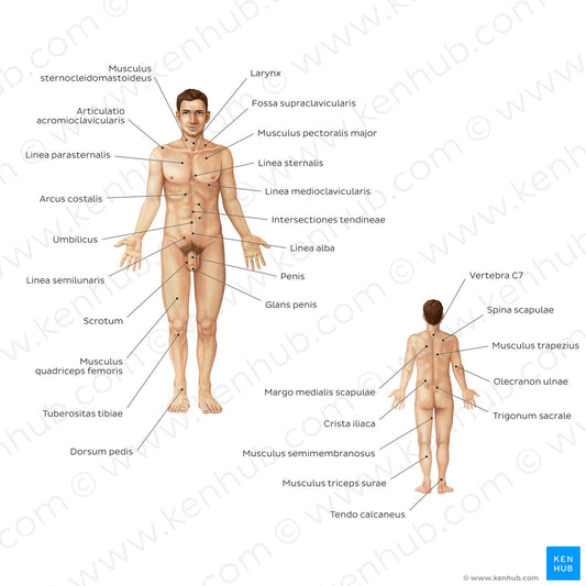 Male body surface anatomy (Latin)