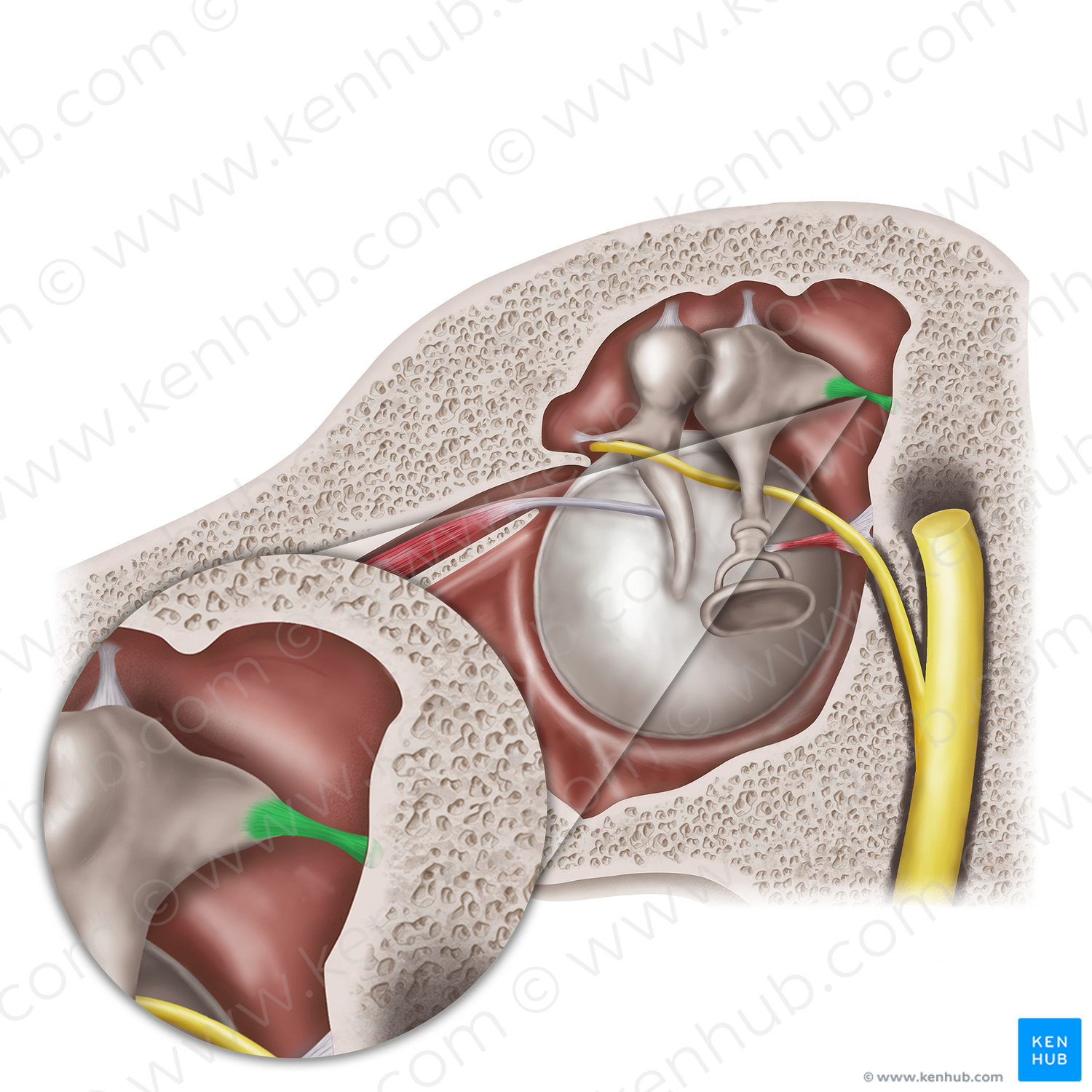 Posterior ligament of incus (#20570)