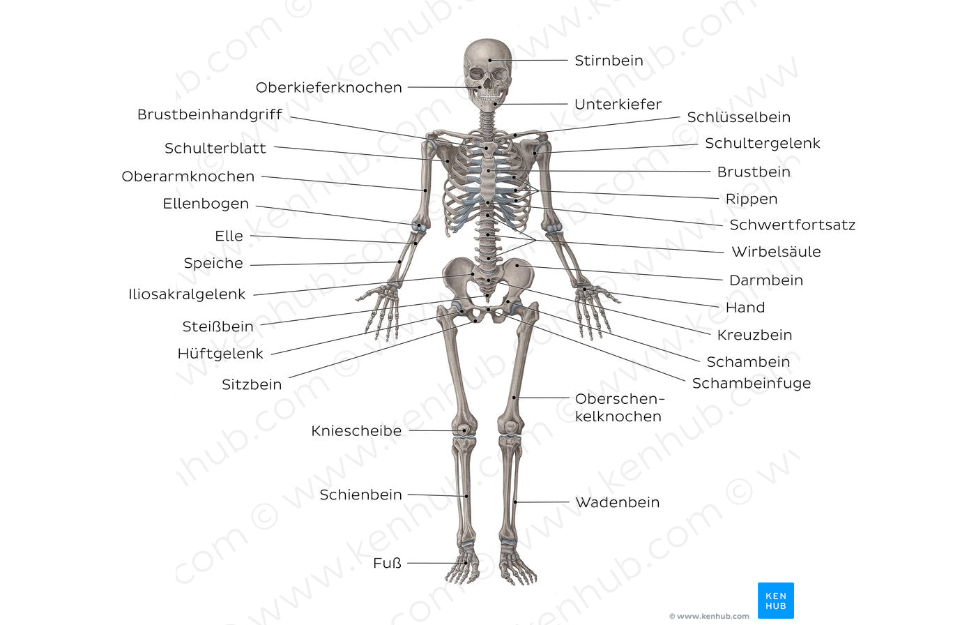 Skeletal system (German)