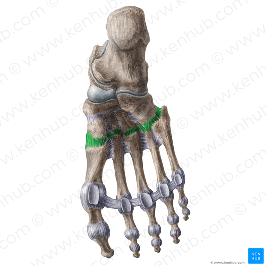 Plantar tarsometatarsal ligaments (#18615)