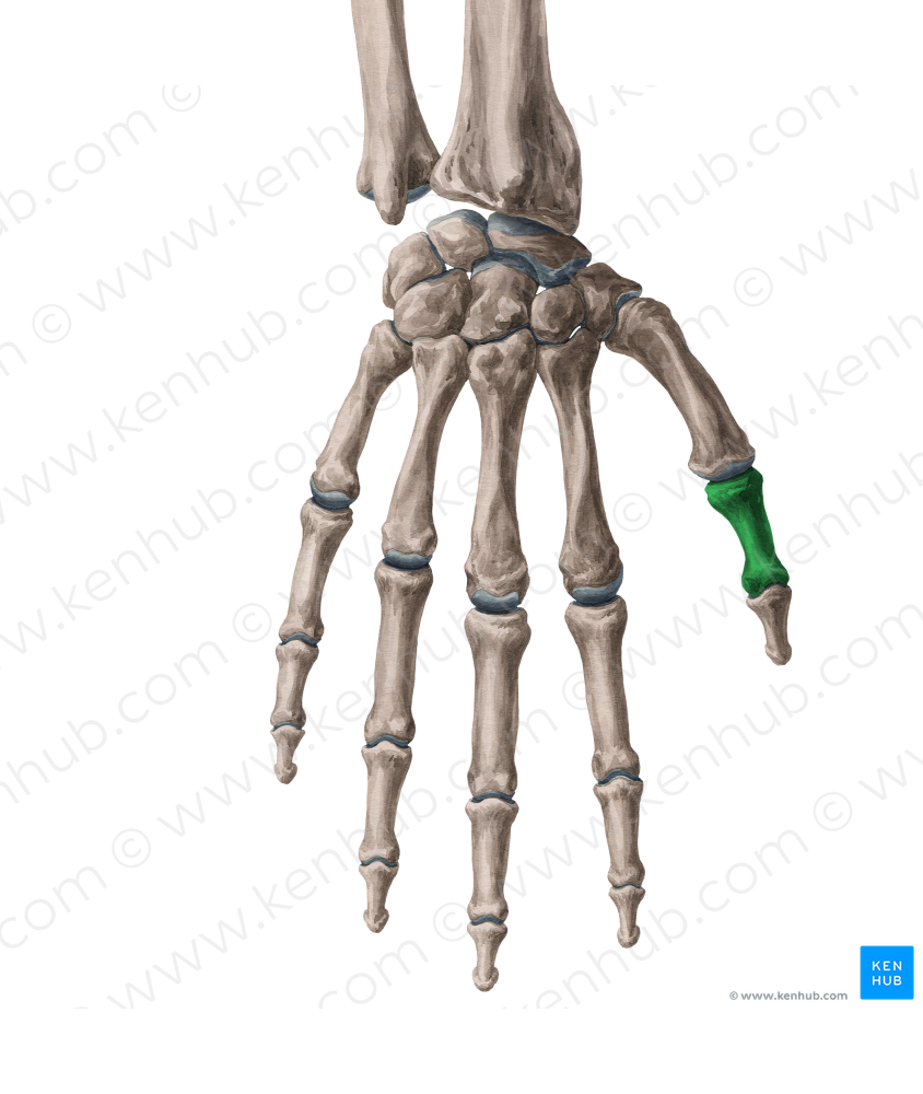 Proximal phalanx of thumb (#7925)