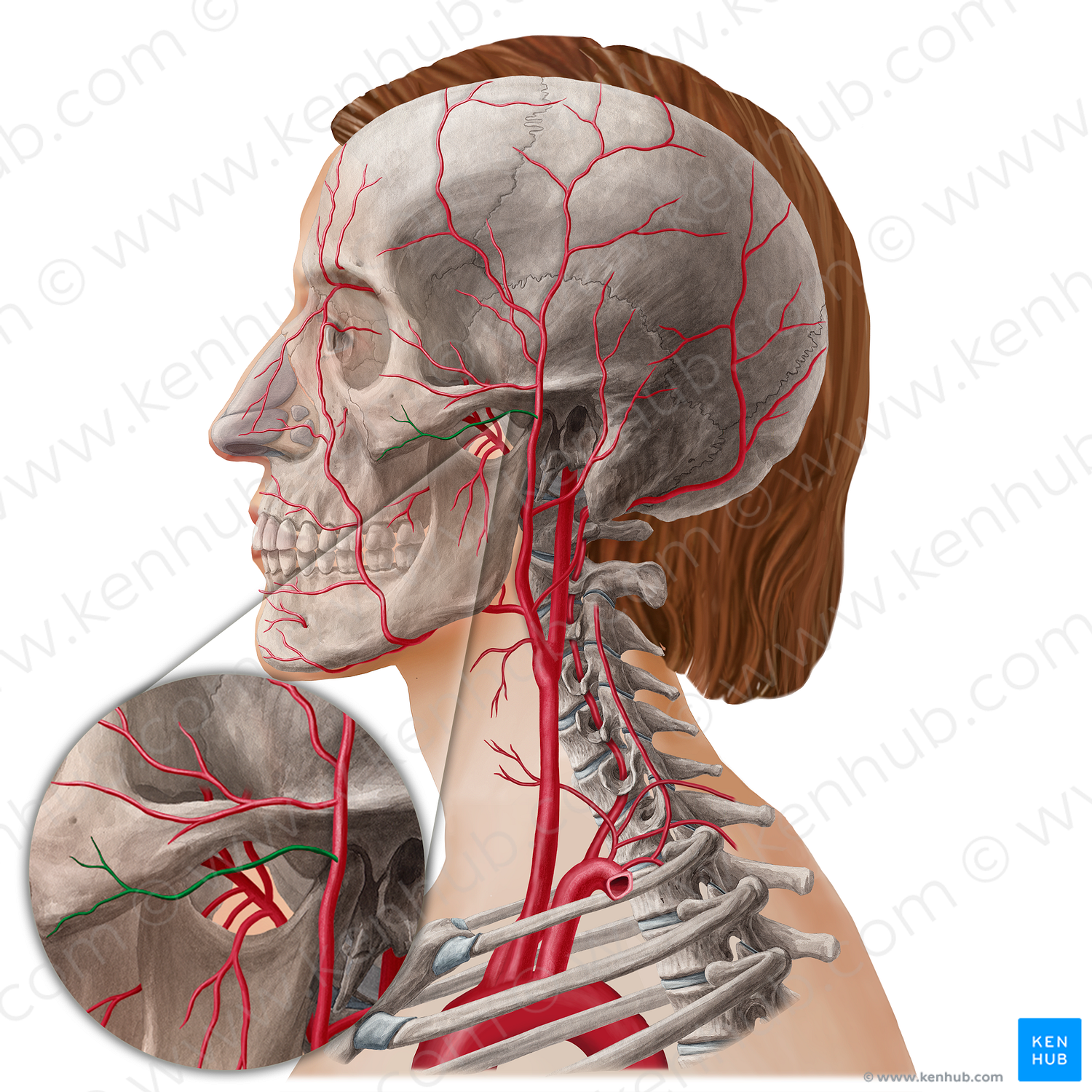 Transverse facial artery (#21812)