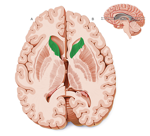 Head of caudate nucleus (#2421)