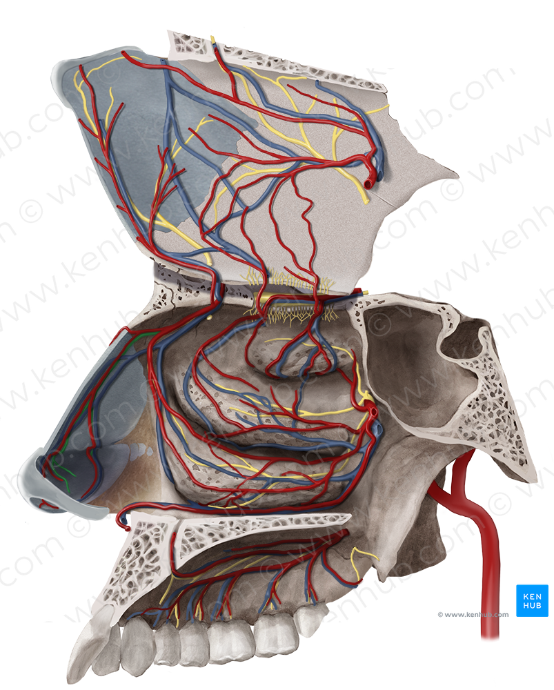External nasal branch of anterior ethmoidal nerve (#8750)