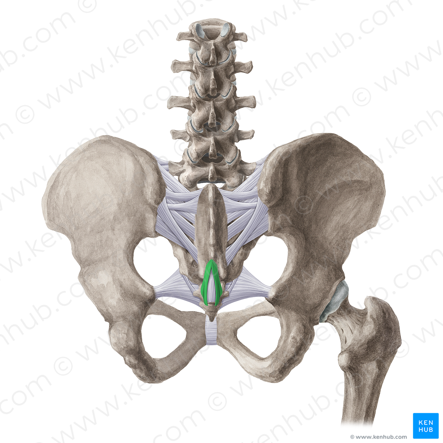 Superficial posterior sacrococcygeal ligament (#21506)