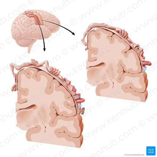 Motor and sensory cortical homunculus (Portuguese)