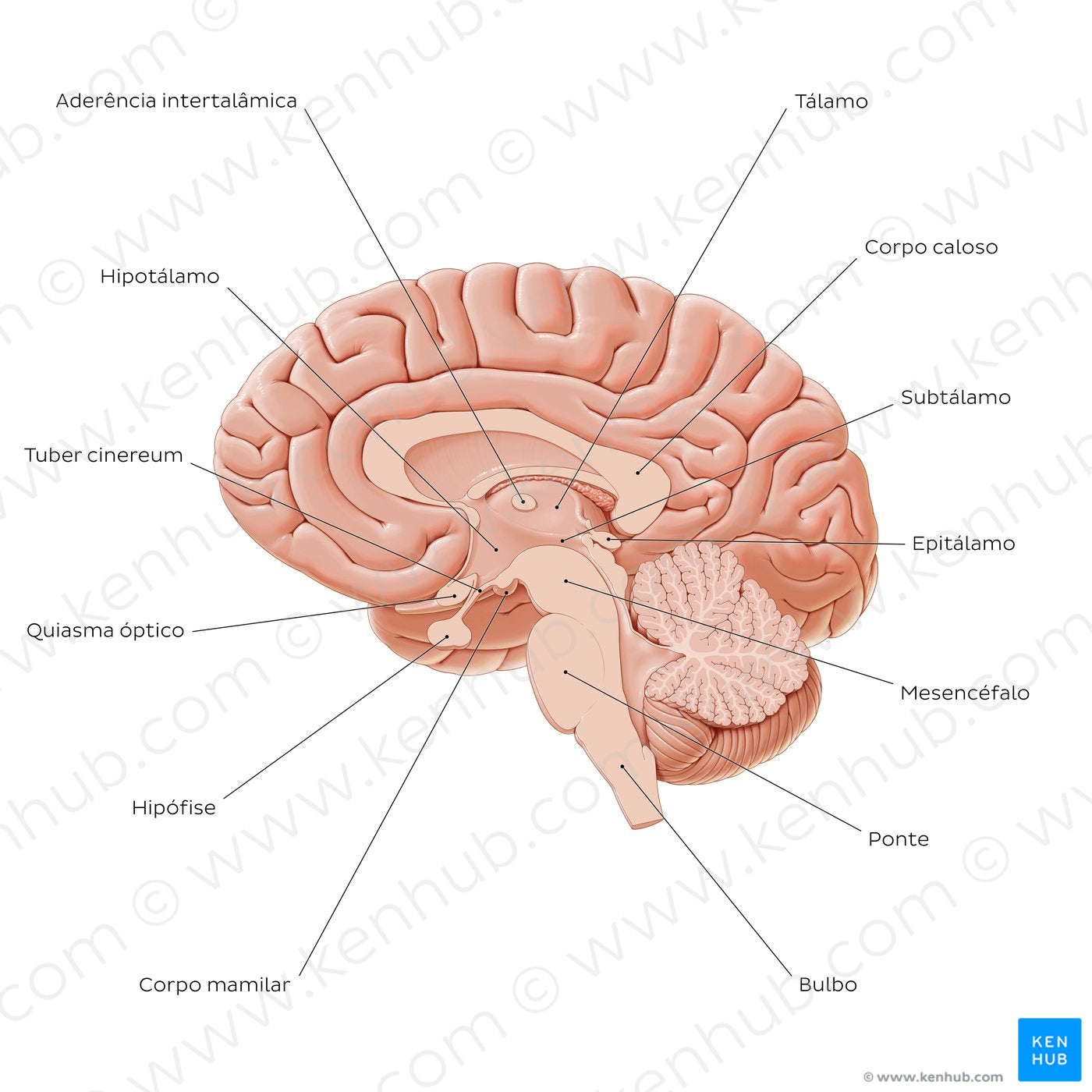 Overview of diencephalon (Portuguese)