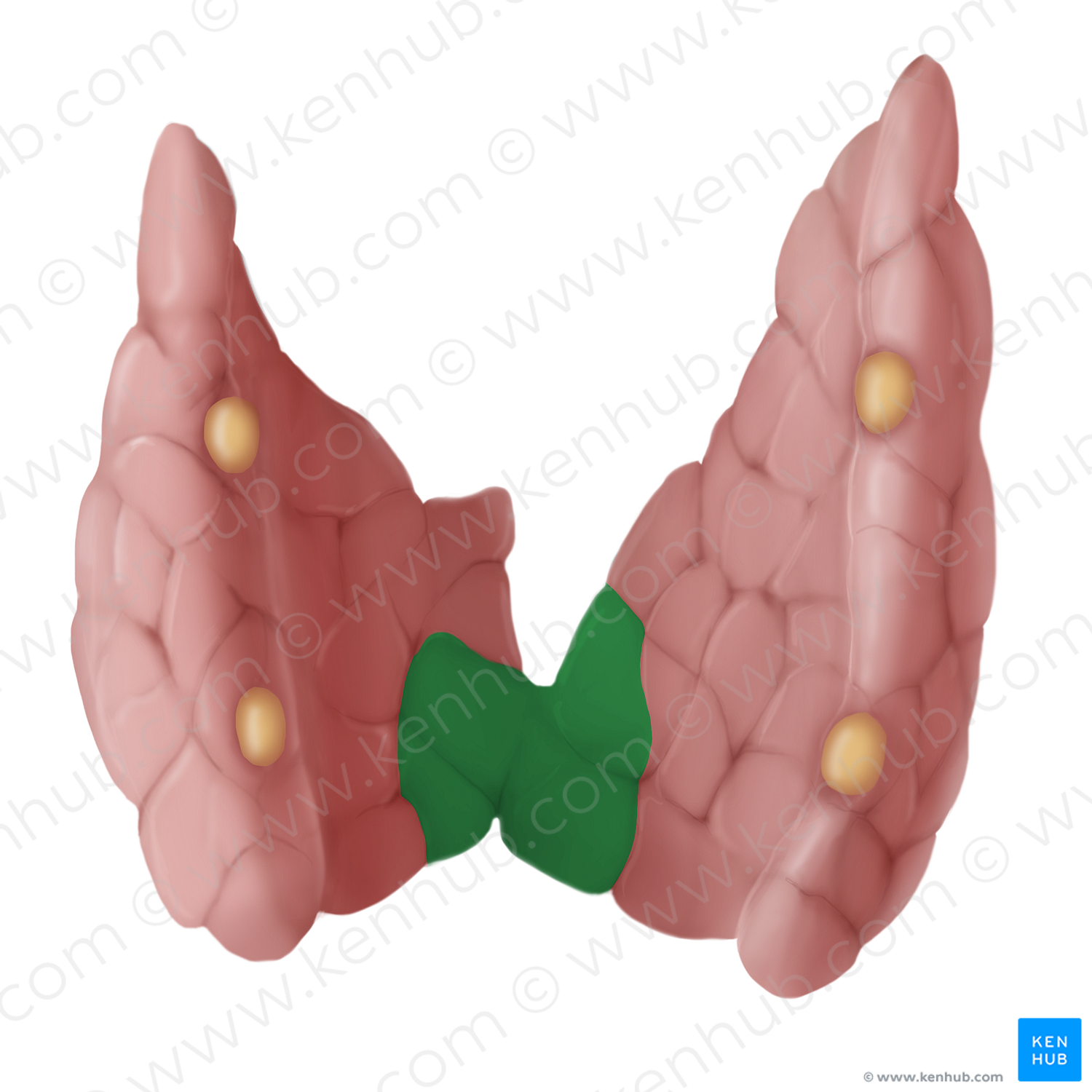 Isthmus of thyroid gland (#14108)