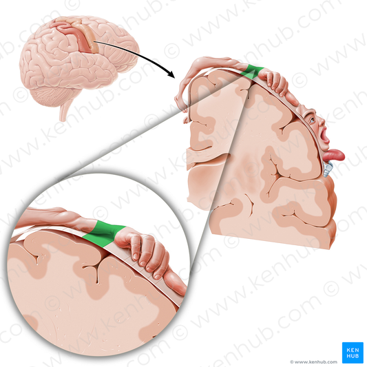 Motor cortex of wrist (#11090)