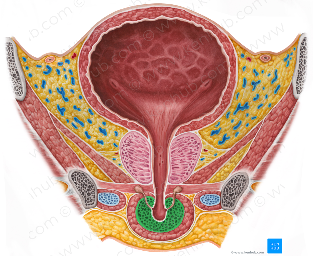 Corpus spongiosum of penis (#2991)