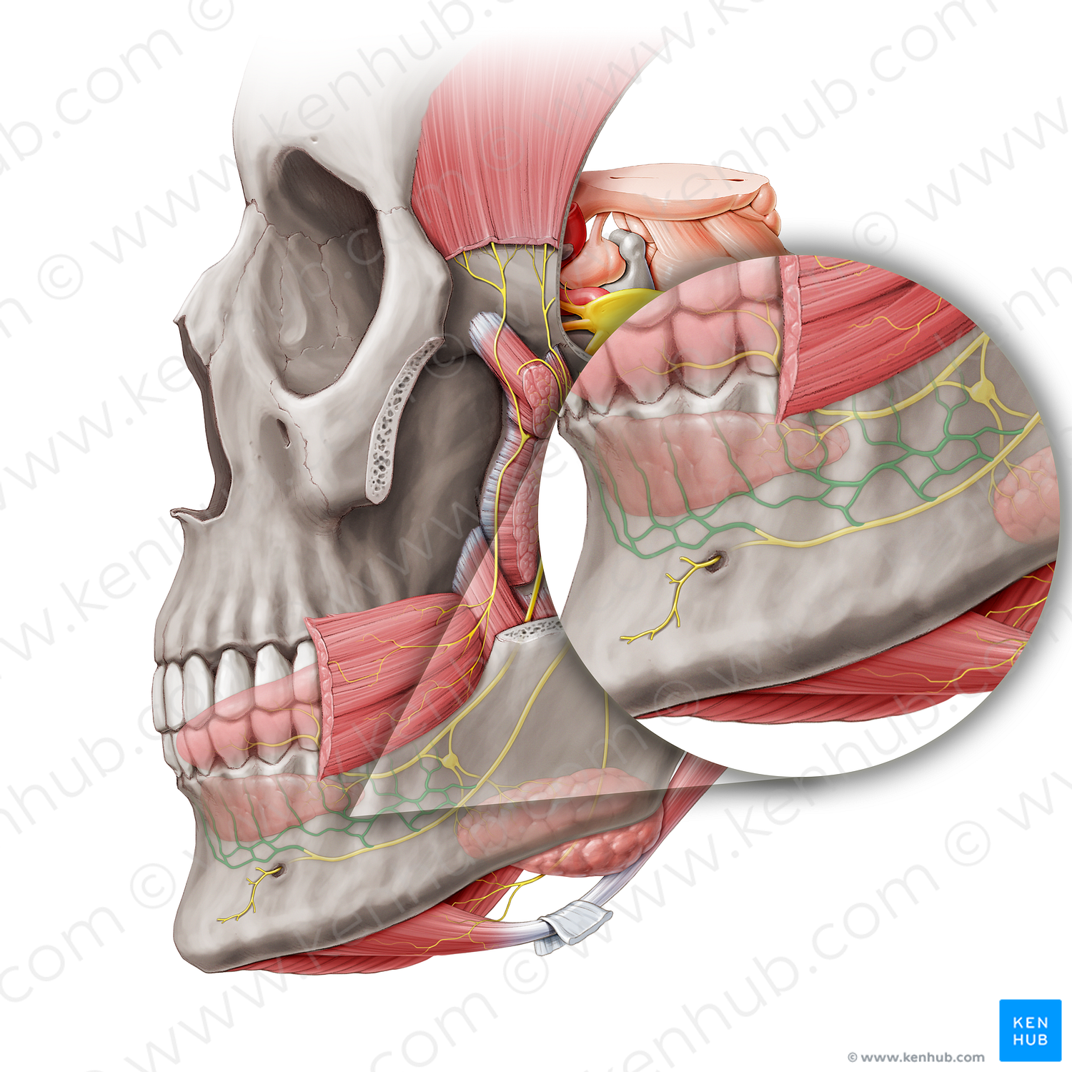 Inferior dental plexus (#8489)