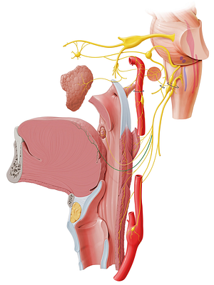 Lingual branches of glossopharyngeal nerve (#8500)