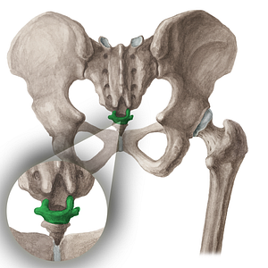 Vertebra Co1 (#16054)