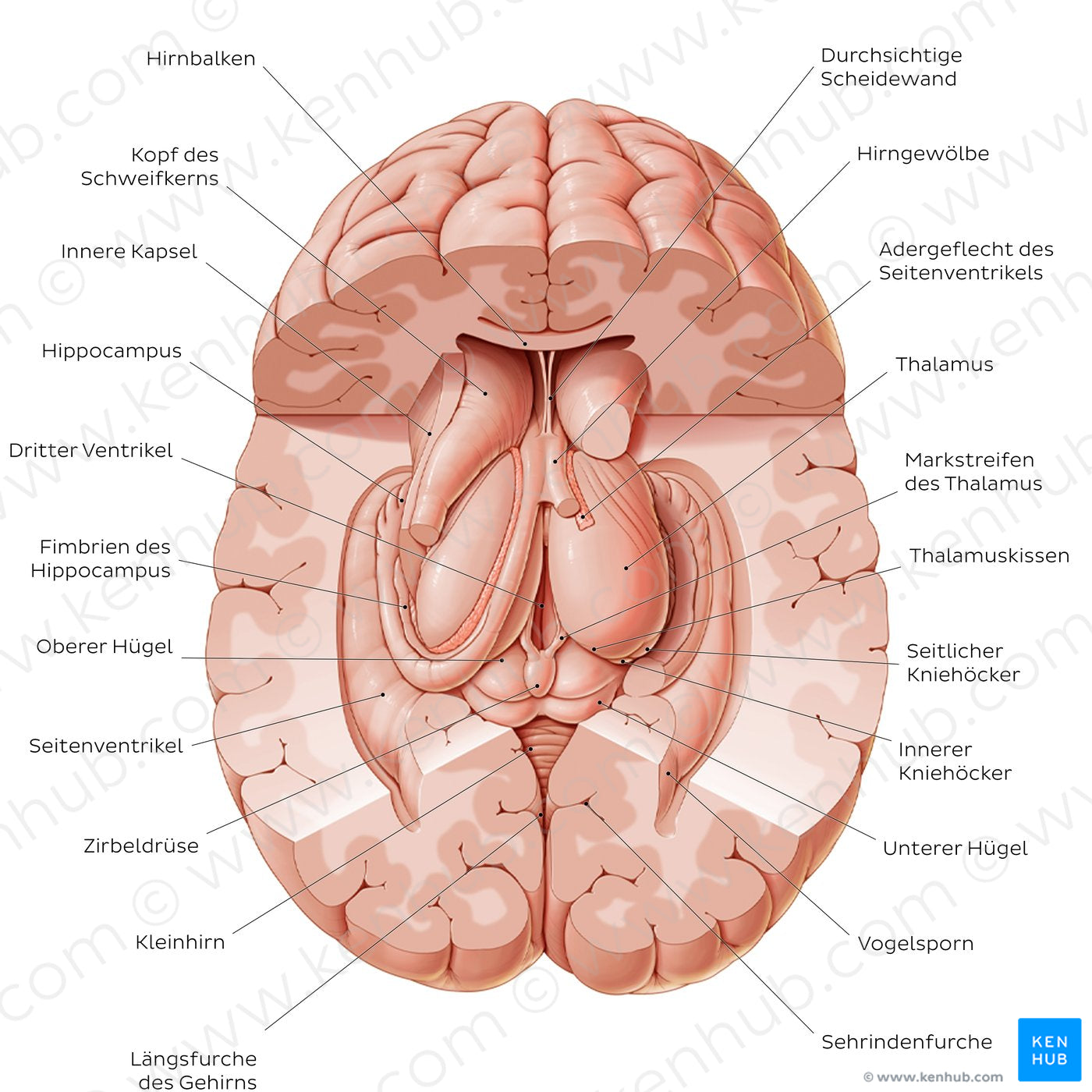 Thalamus (German)