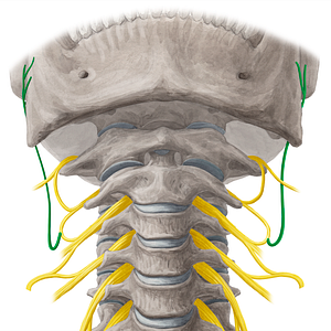 Great auricular nerve (#6329)