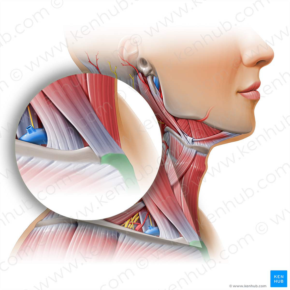 Manubrium of sternum (#11155) – Kenhub Image License Store