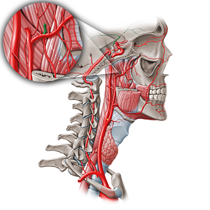 Middle meningeal artery (#1511)