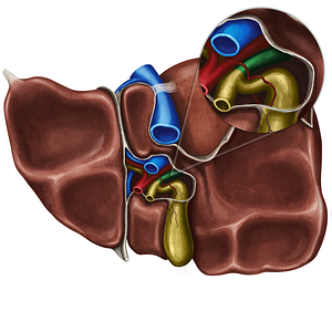 Right hepatic duct (#3323)
