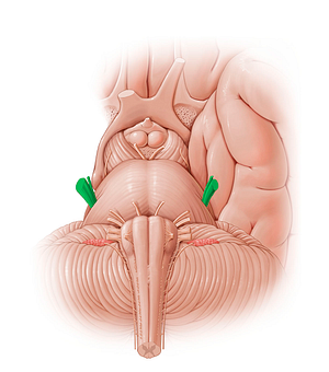 Trigeminal nerve (#12798)