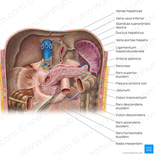 Pancreas in situ (Latin)