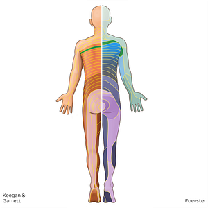 T2 dermatome (#20817)