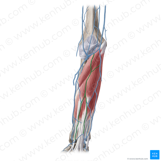 Median antebrachial vein (#20354)