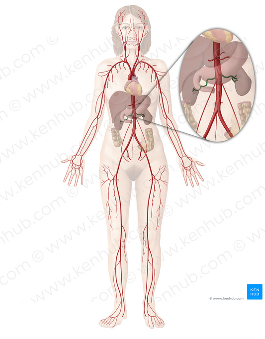 Renal artery (#1741)