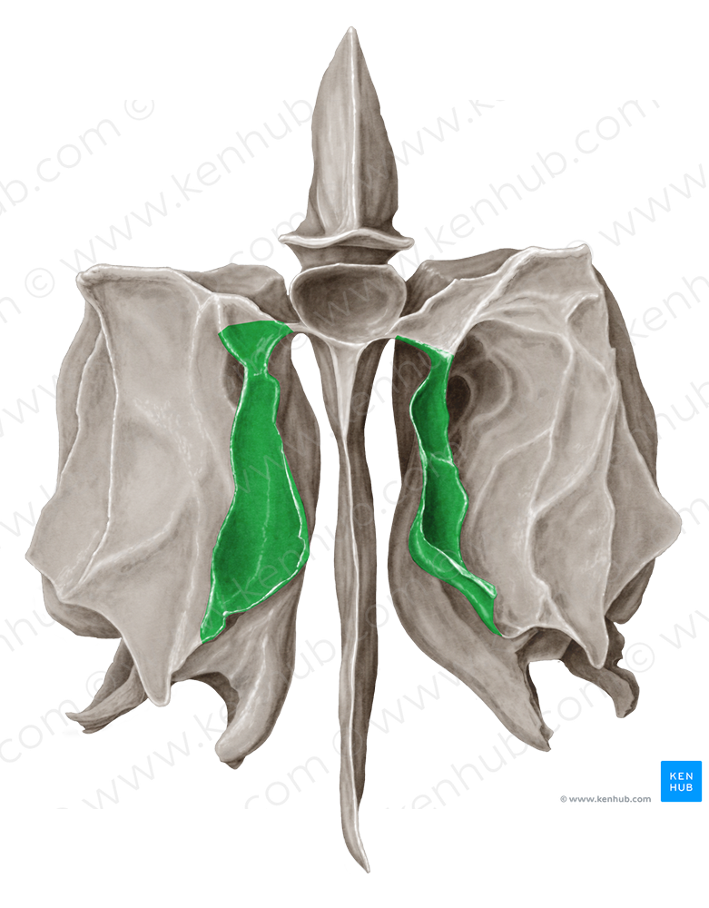 Superior nasal concha of ethmoid bone (#2807)