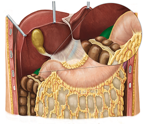 Right kidney (#8903)