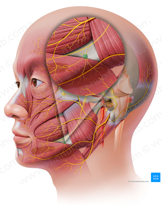 Submandibular ganglion (#4016)