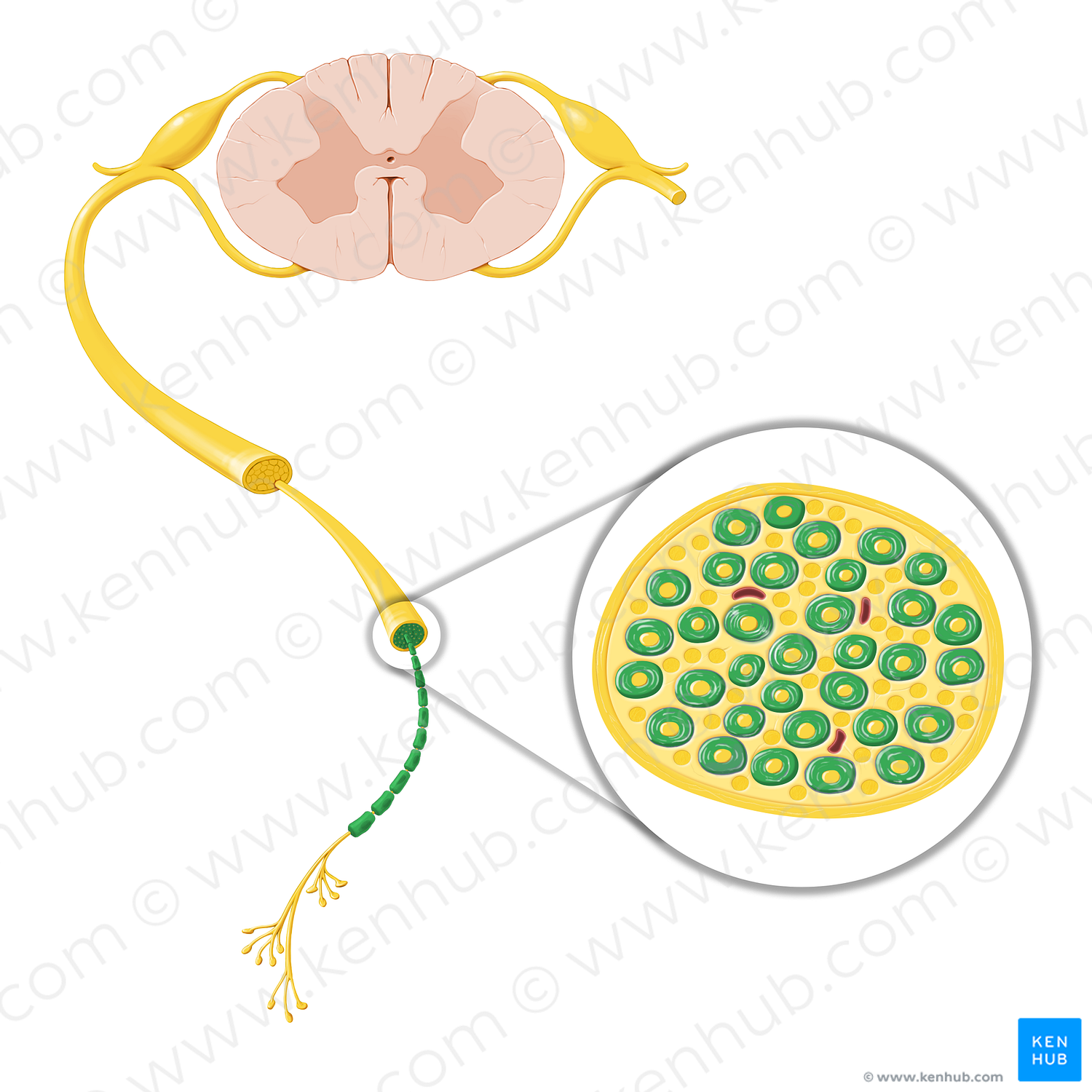 Myelin sheath (#20764)