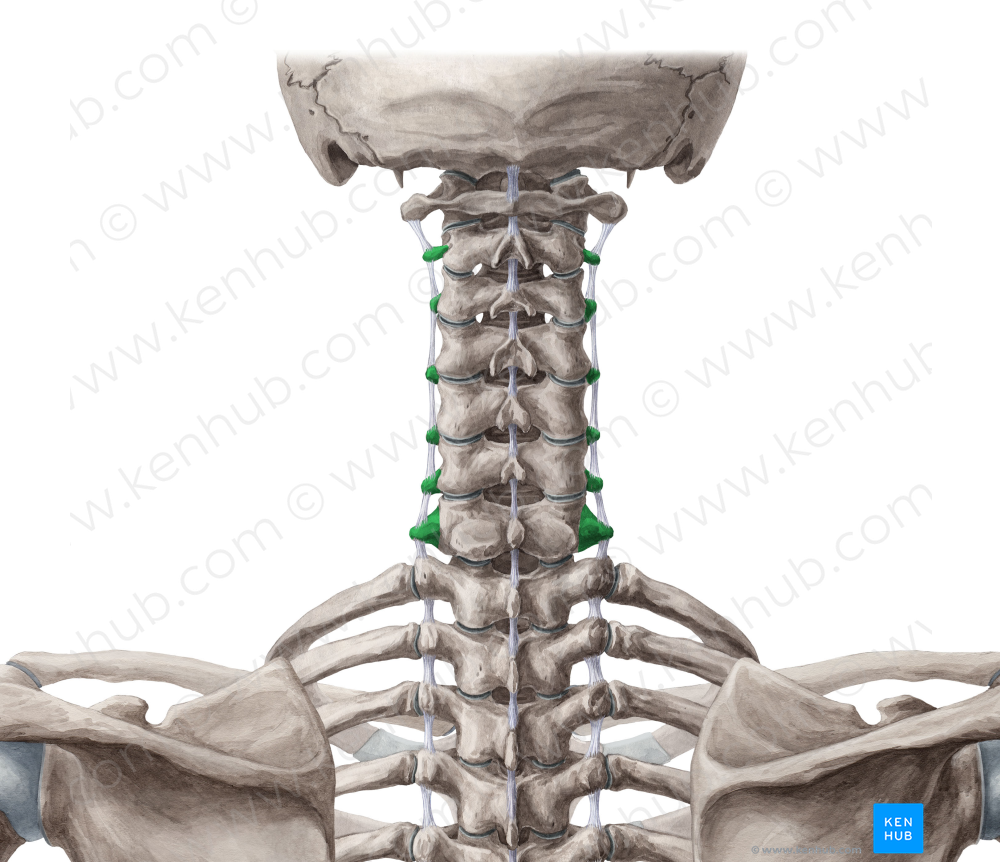 Transverse processes of vertebrae C2-C7 (#8315)