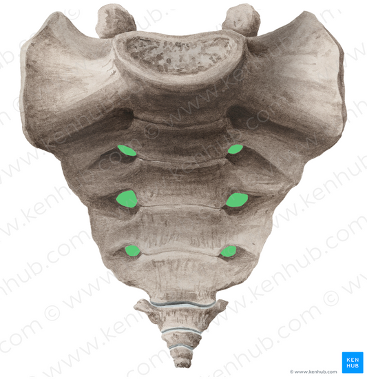 Anterior sacral foramina (#3820)